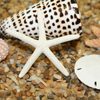 Seashells